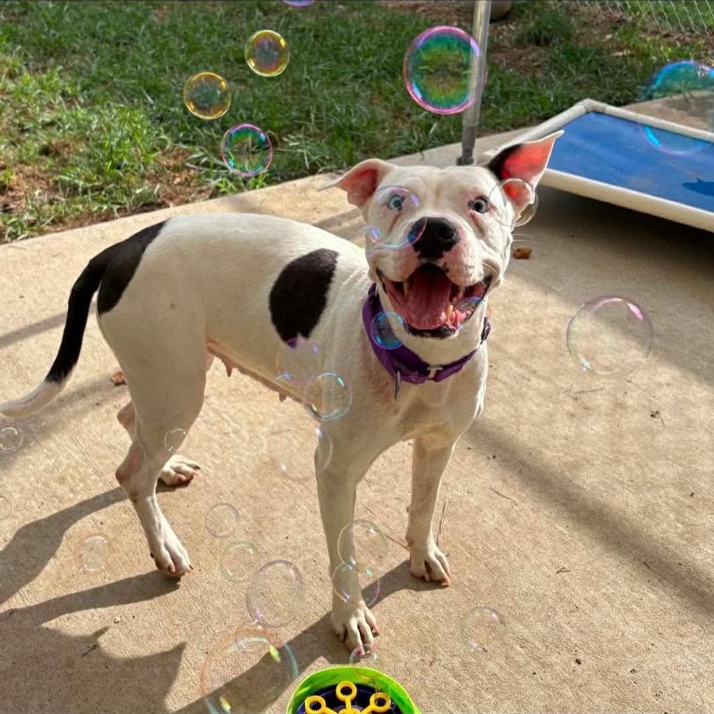 Enlarge Nimbus, a Adoptable mixed breed in Brattleboro, VT image 6/6