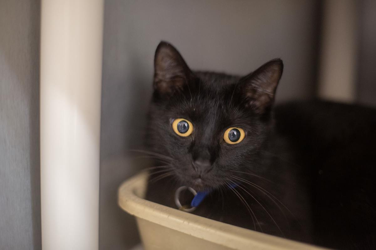 Mae Mae, Adoptable, Young Female Domestic Short Hair.