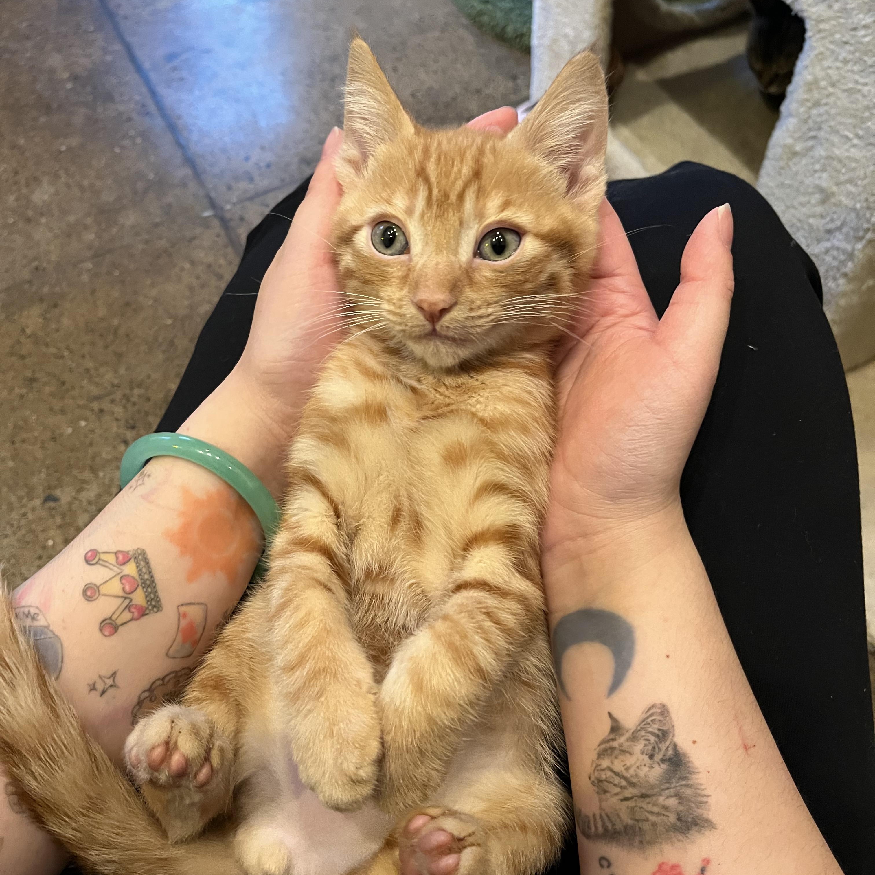 Enlarge Chicken Pot Pie, an adoptable mixed breed in Santa Clara, CA image 1/4