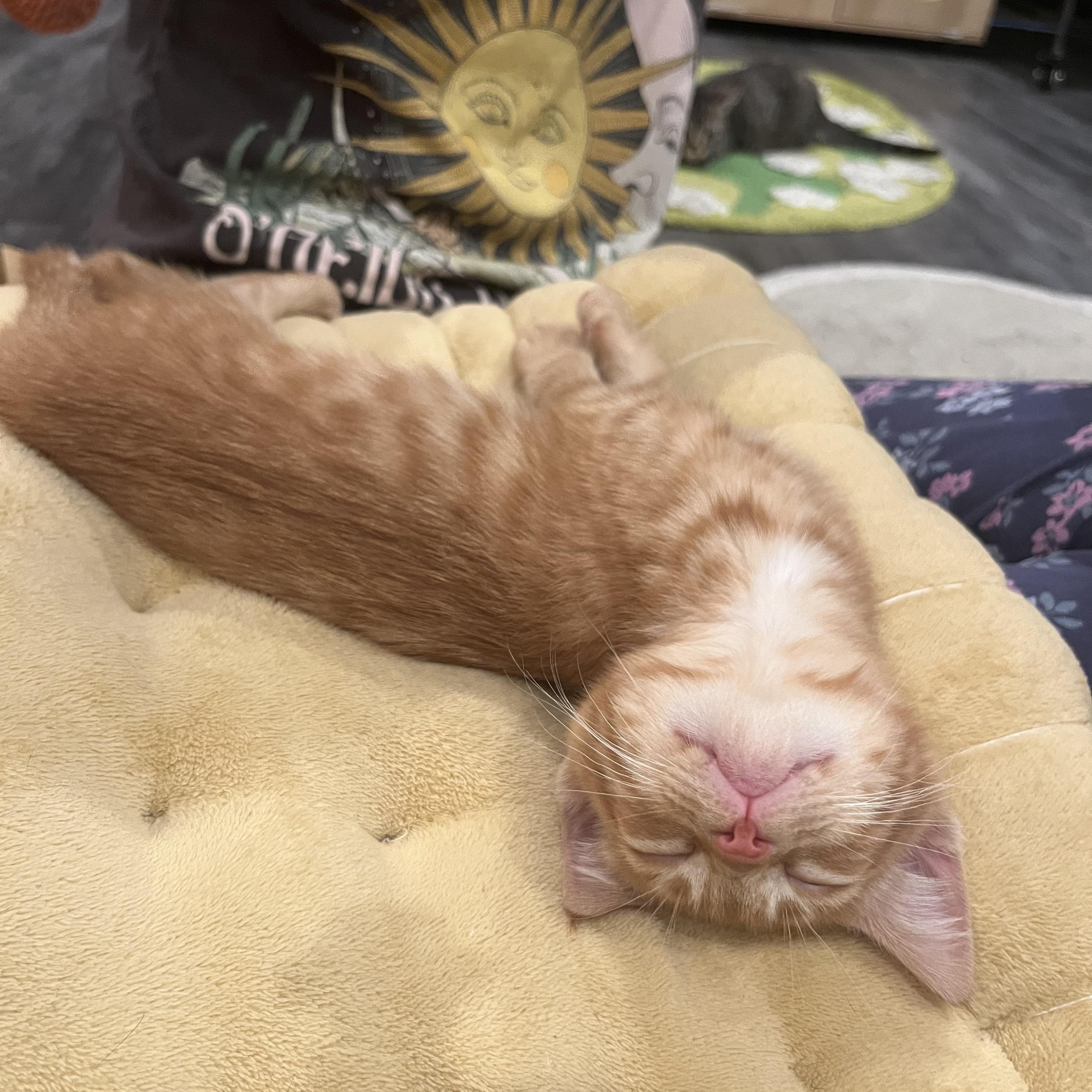 Enlarge Chicken Pot Pie, an adoptable mixed breed in Santa Clara, CA image 2/4