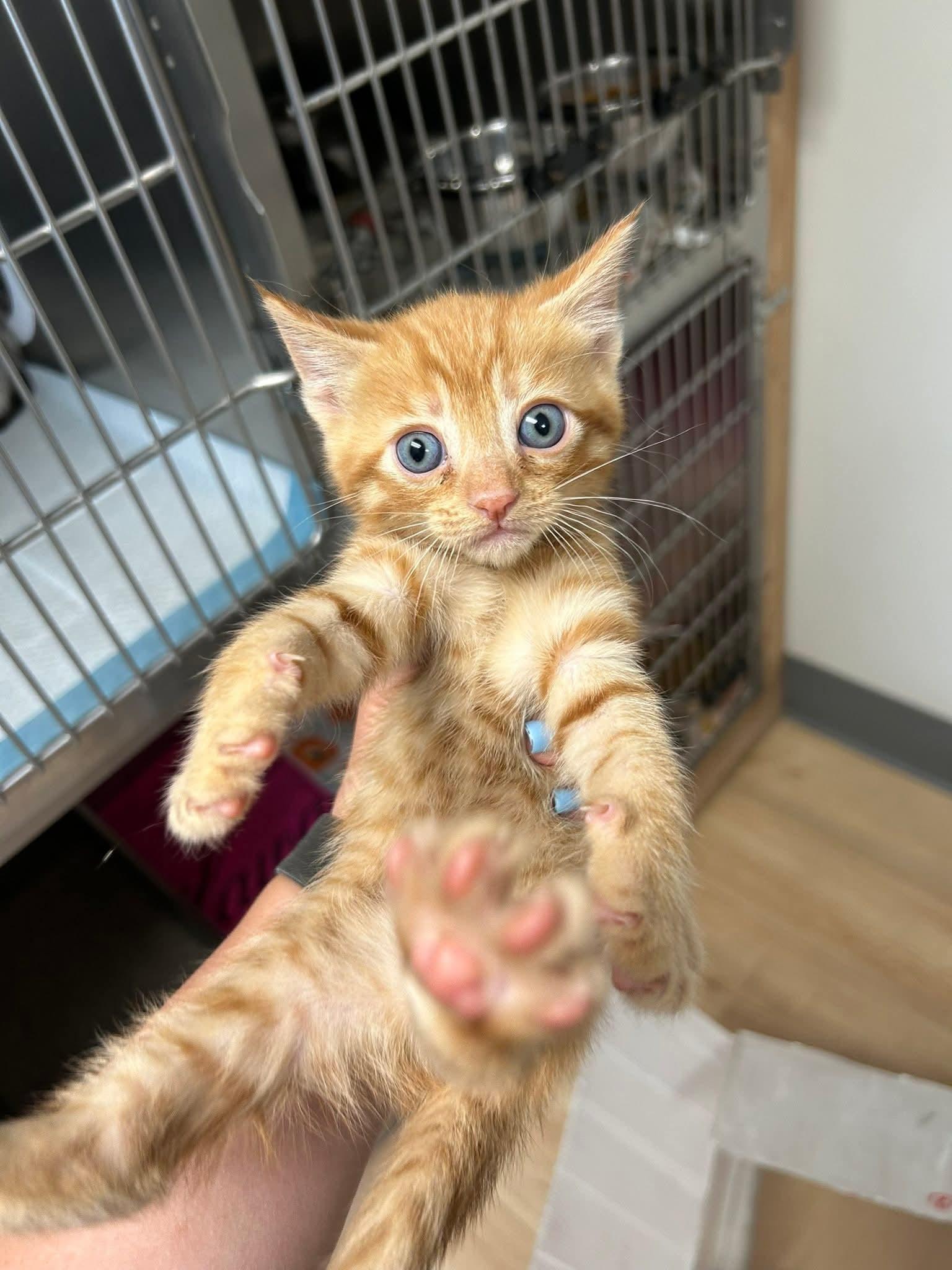 Chicken Pot Pie, adoptable, Kitten Male Domestic Short Hair & Tabby.