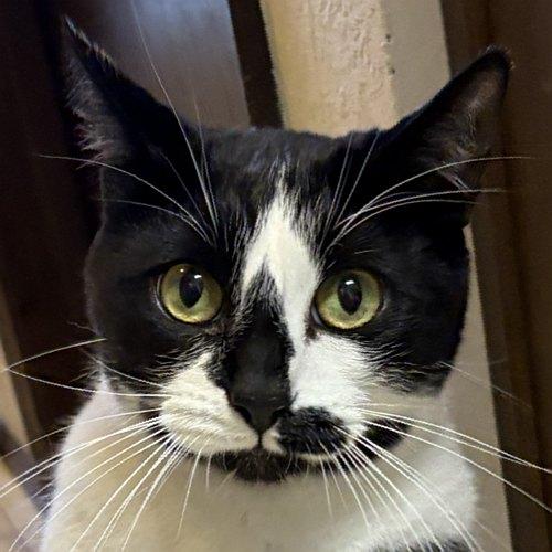 PICASSO, an adoptable Domestic Short Hair in Sequim, WA image 1/6