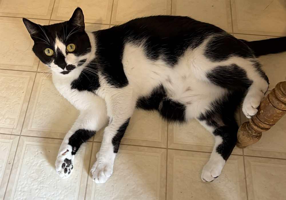 PICASSO, an adoptable Domestic Short Hair in Sequim, WA image 2/6