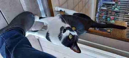 PICASSO, an adoptable Domestic Short Hair in Sequim, WA image 5/6