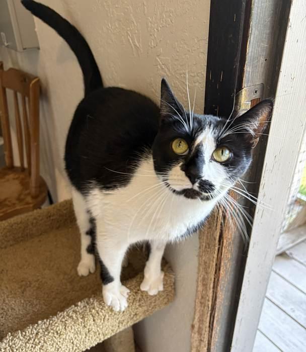 PICASSO, an adoptable Domestic Short Hair in Sequim, WA image 6/6