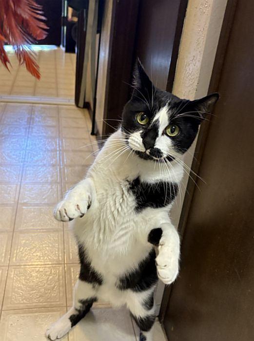 PICASSO, an adoptable Domestic Short Hair in Sequim, WA image 4/6