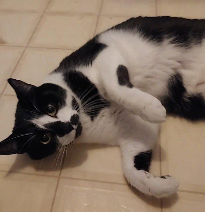 PICASSO, an adoptable Domestic Short Hair in Sequim, WA image 3/6