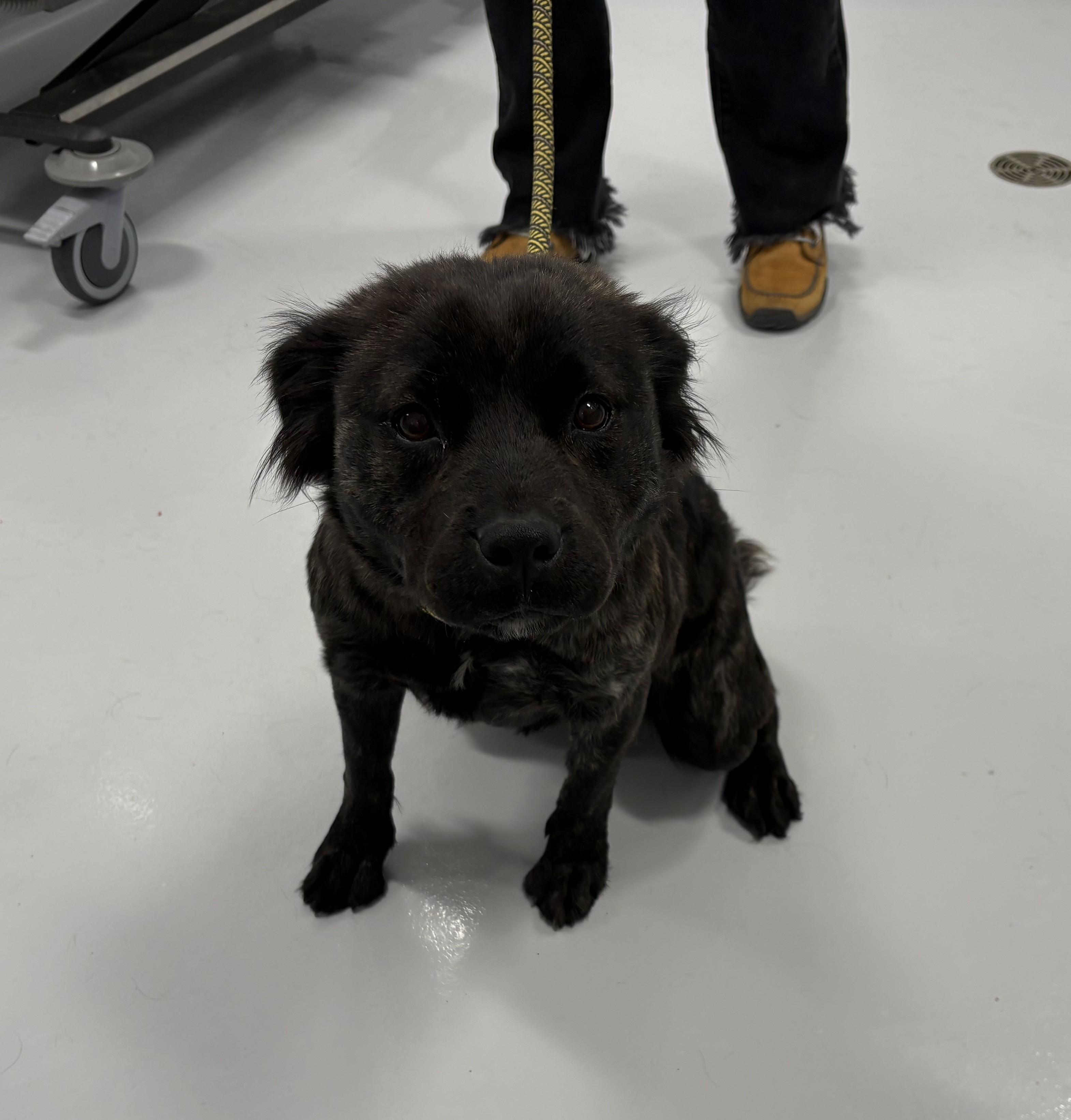 Pudding, ADOPTABLE, Young Female Mixed Breed.