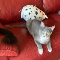 Stormy — thumbnail 5