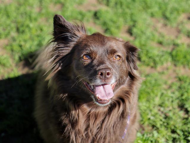 MAMACITA, Adoptable, Adult Female Pomeranian.