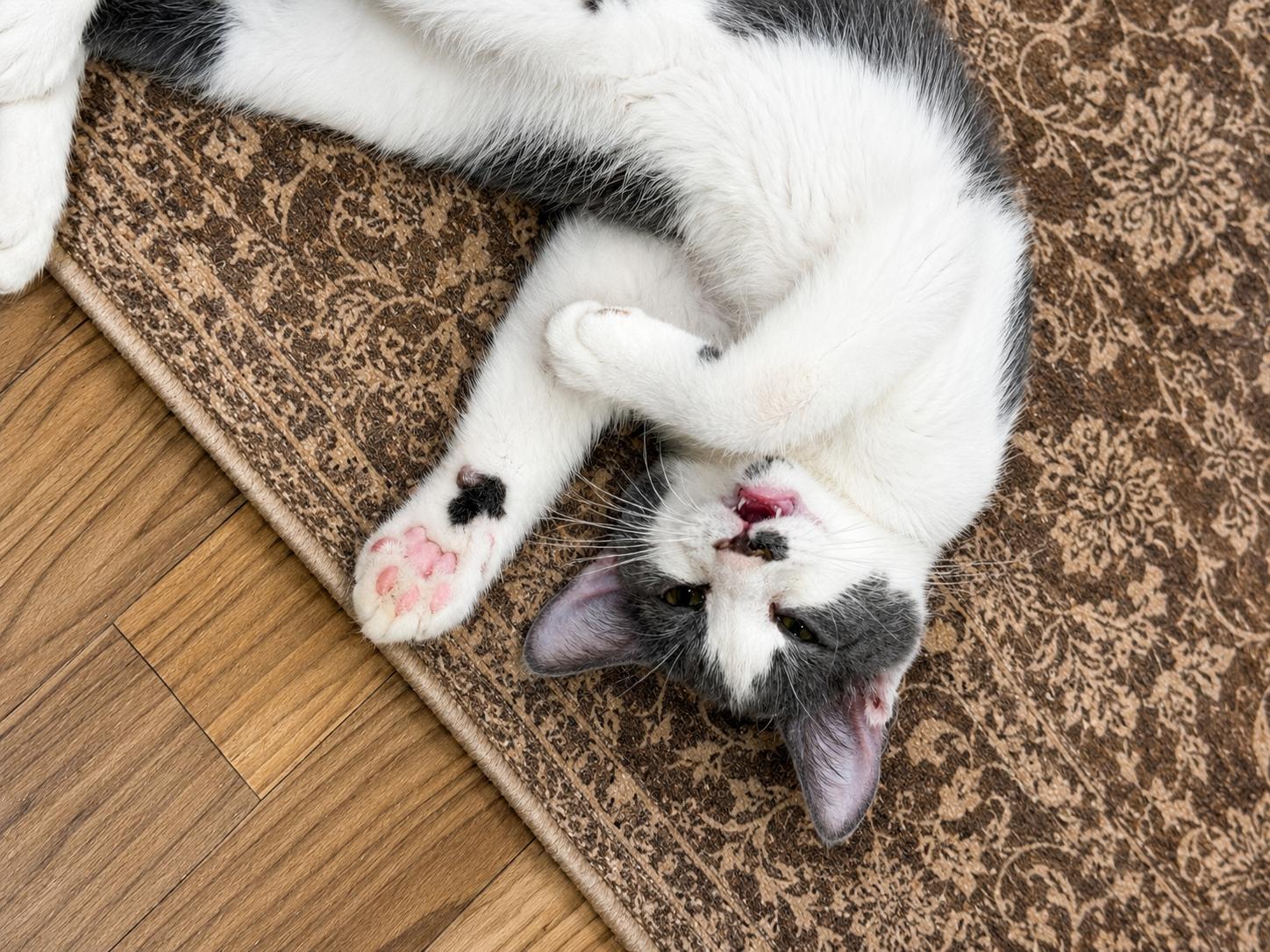 Pongo, Adoptable, Kitten Male Domestic Short Hair.