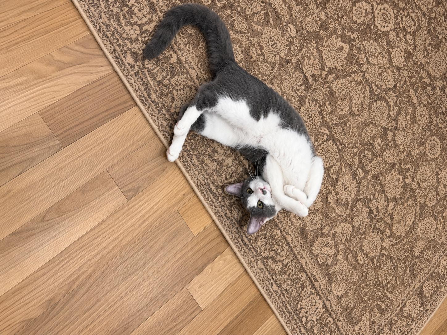 Enlarge Pongo, a Adoptable Domestic Short Hair in Rio Linda, CA image 2/3