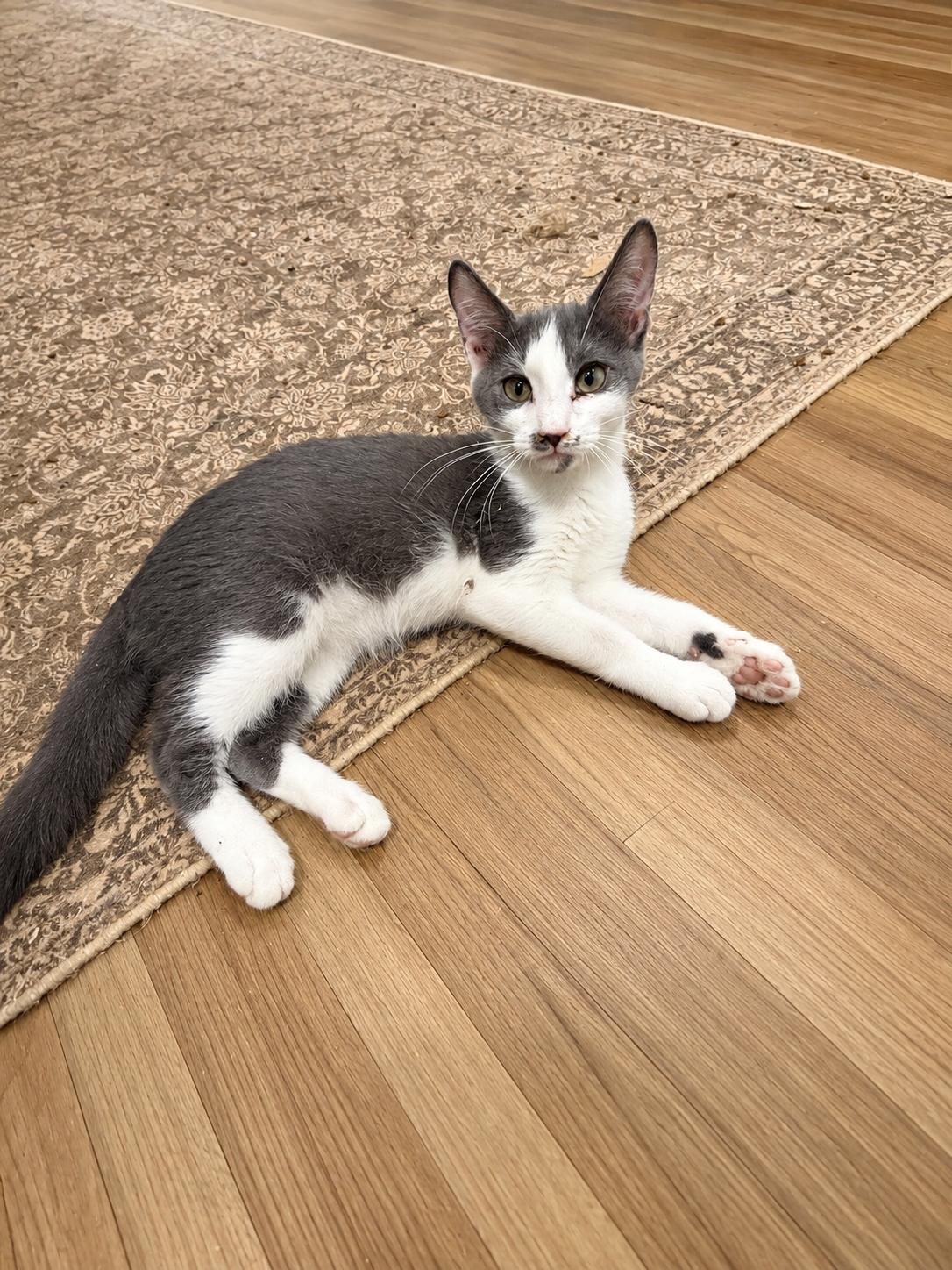 Enlarge Pongo, a Adoptable Domestic Short Hair in Rio Linda, CA image 3/3