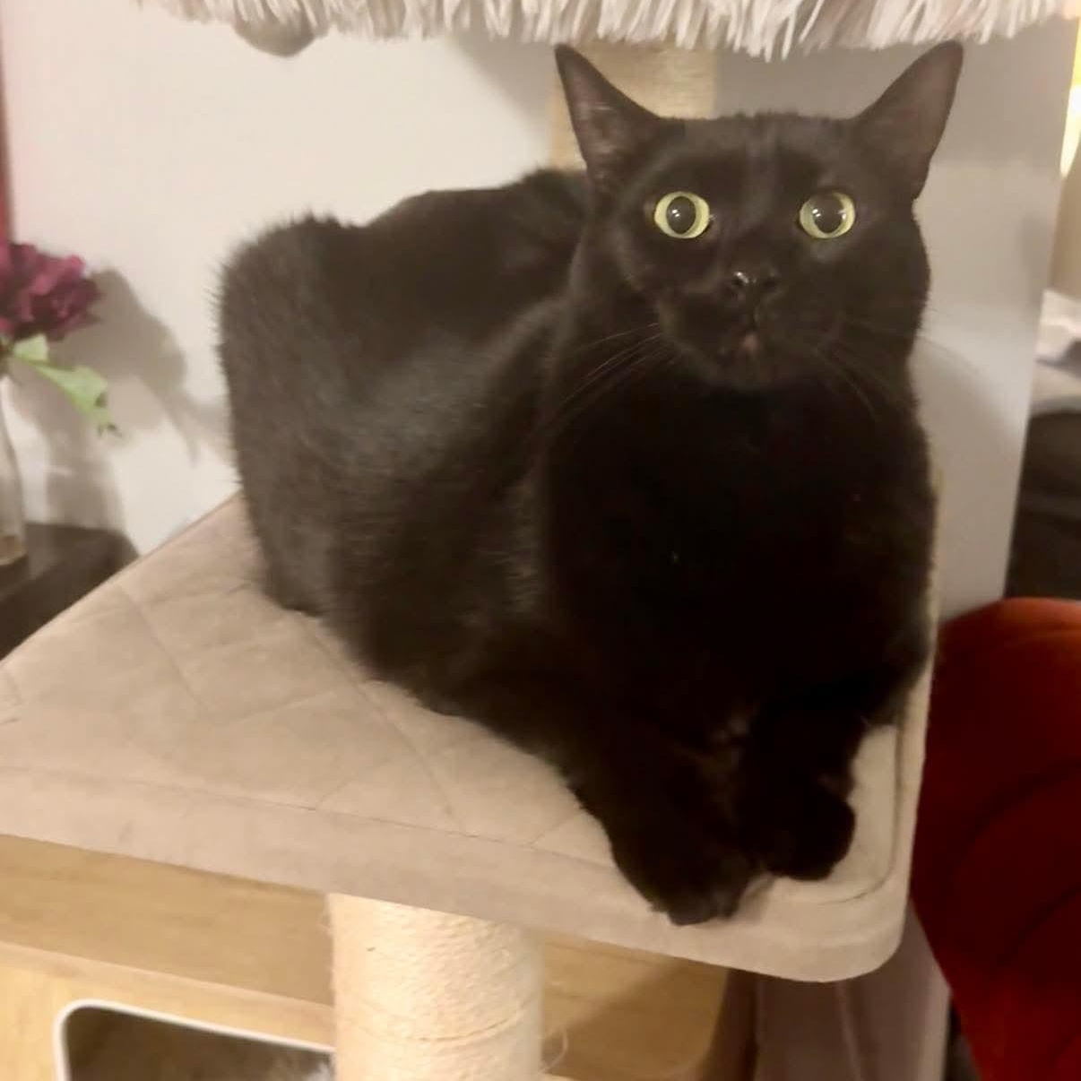 Abyss, a ADOPTABLE Domestic Short Hair in Royal Oak, MI image 4/6