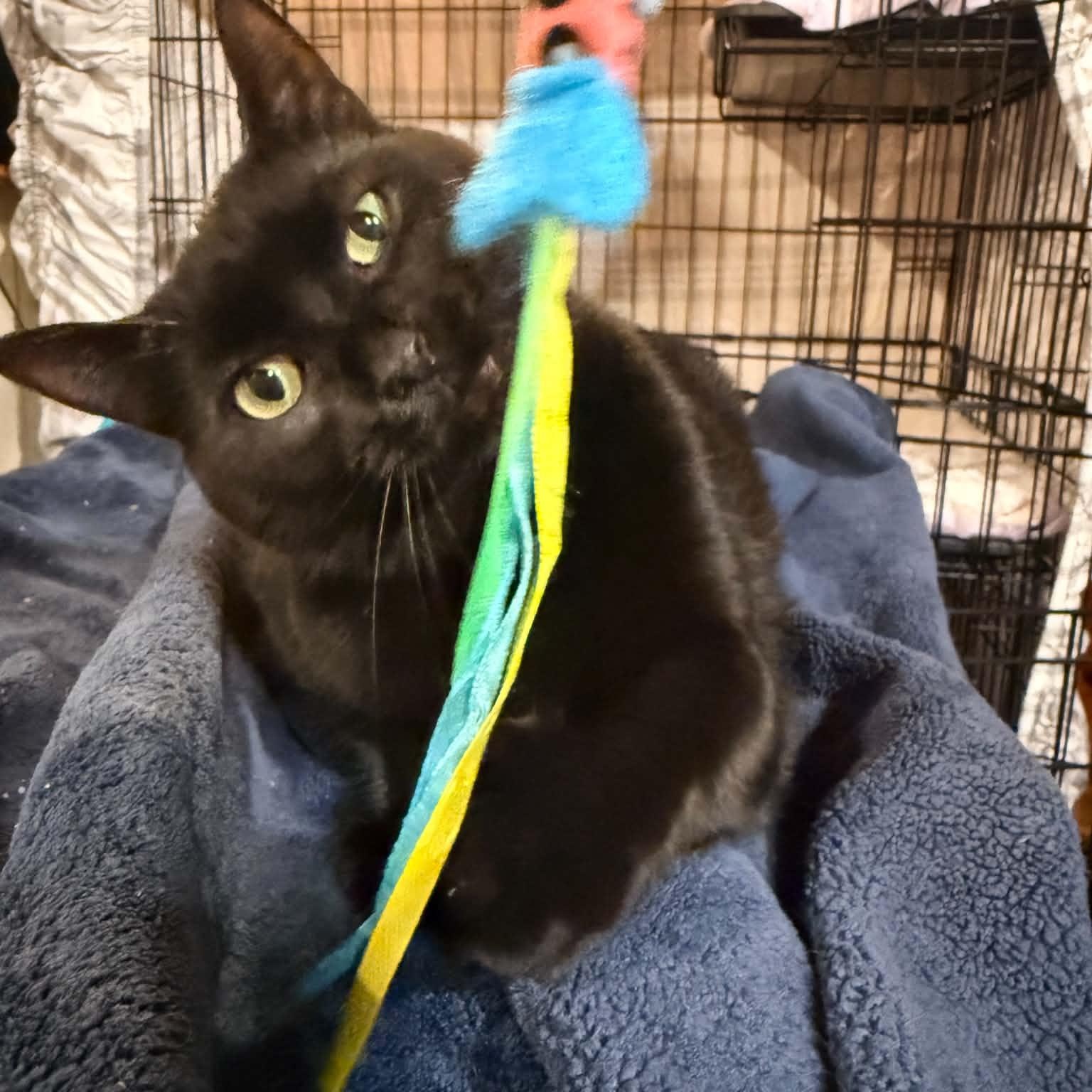 Abyss, a ADOPTABLE Domestic Short Hair in Royal Oak, MI image 2/6