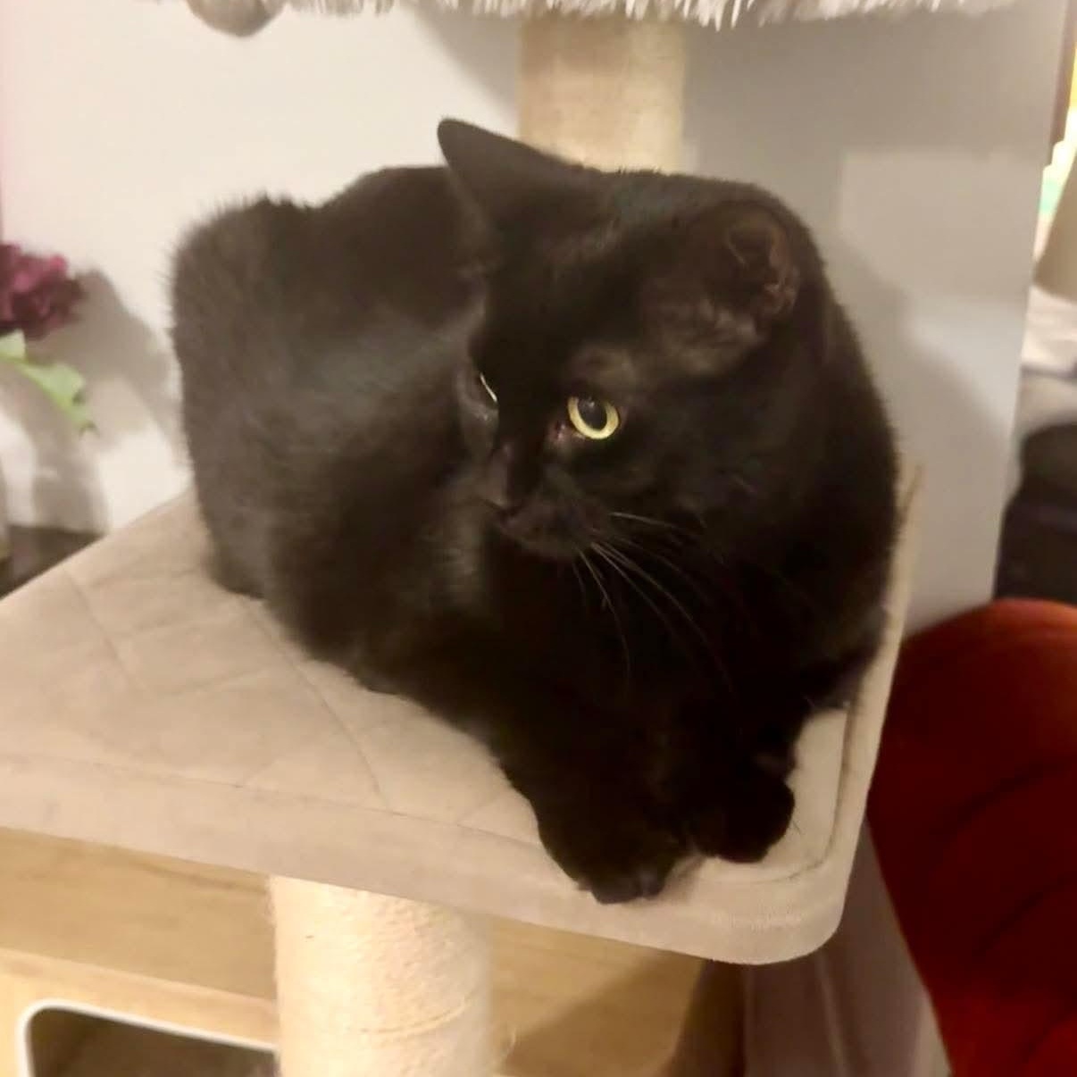 Abyss, a ADOPTABLE Domestic Short Hair in Royal Oak, MI image 5/6