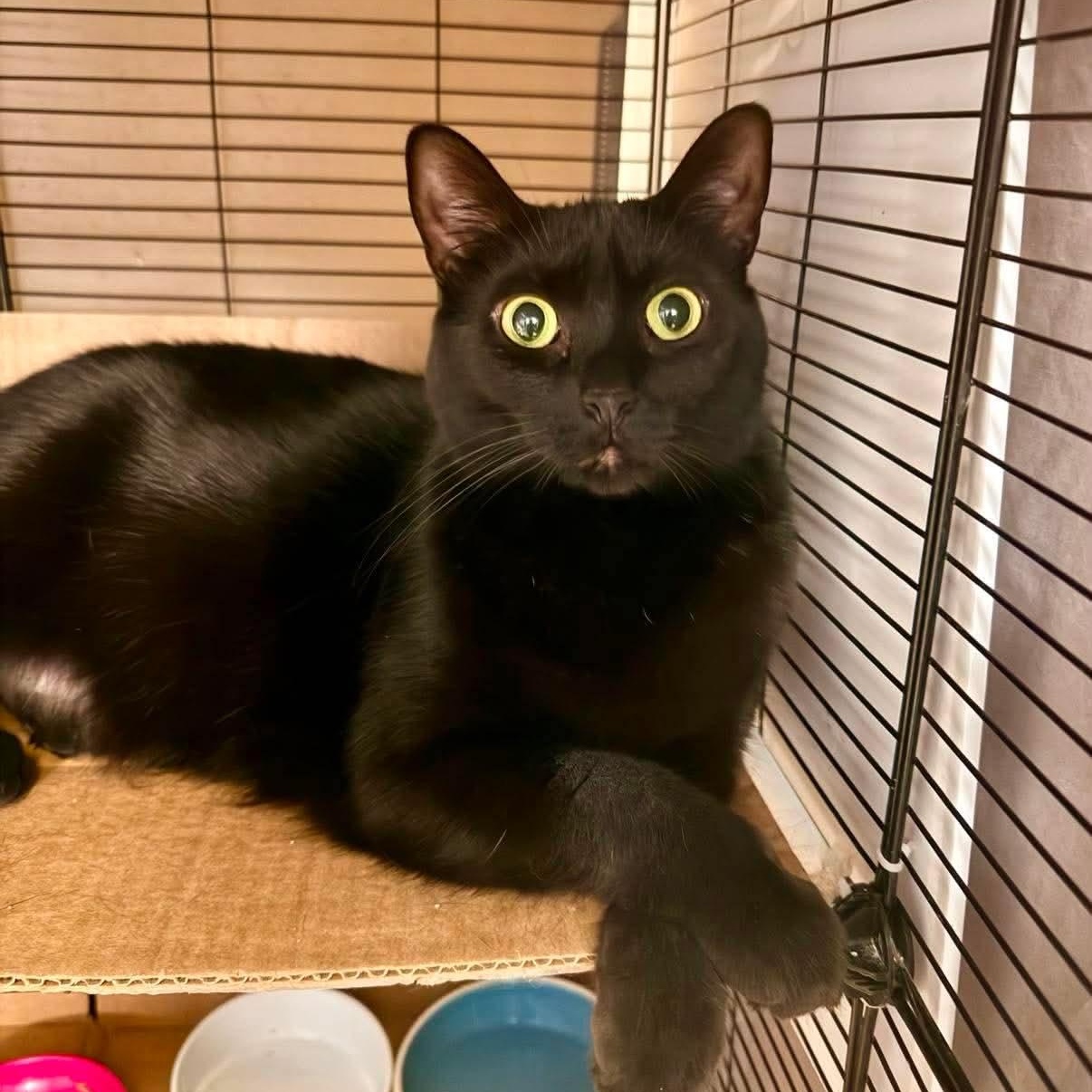 Abyss, a ADOPTABLE Domestic Short Hair in Royal Oak, MI image 1/6