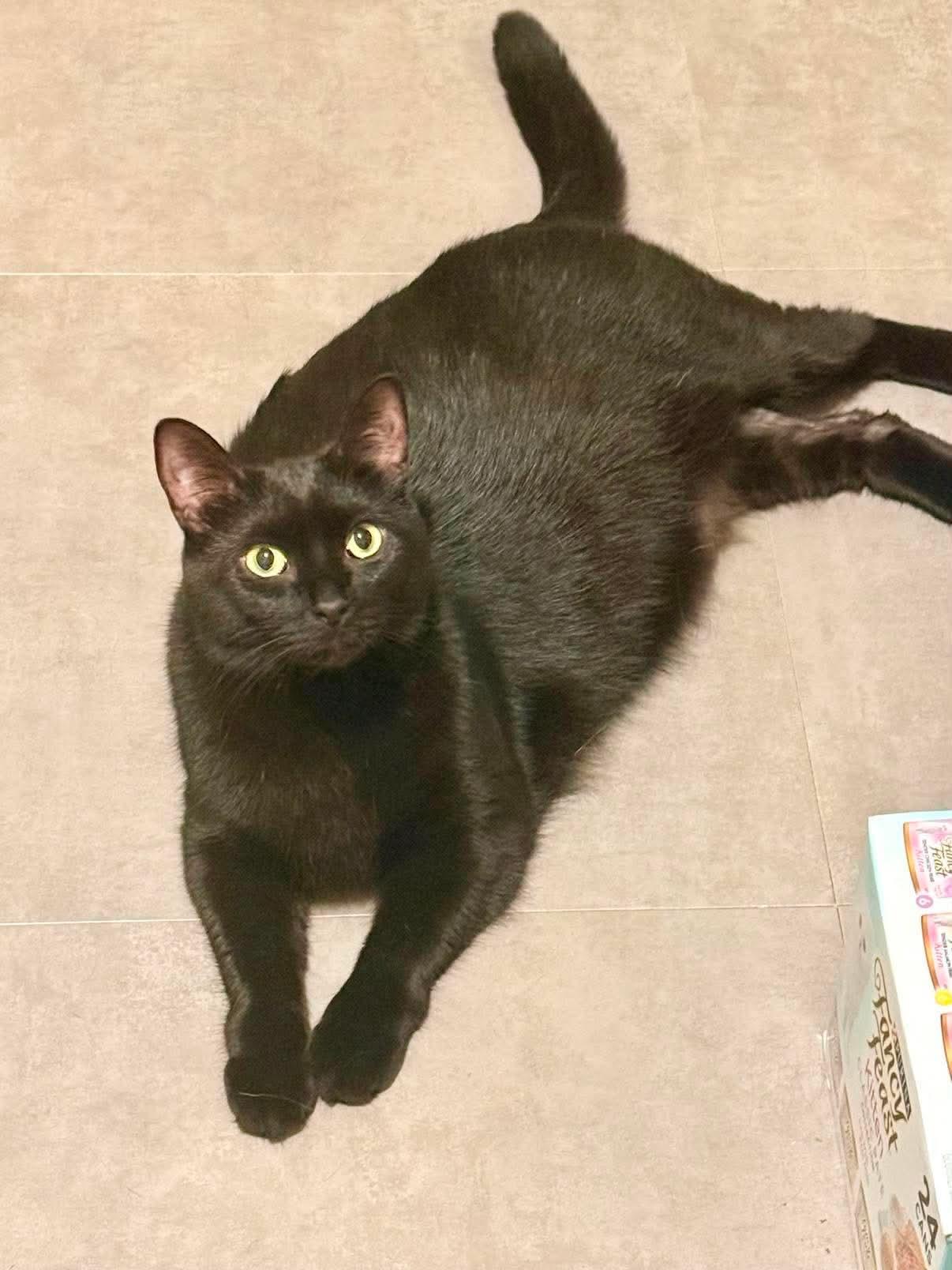 Abyss, a ADOPTABLE Domestic Short Hair in Royal Oak, MI image 6/6
