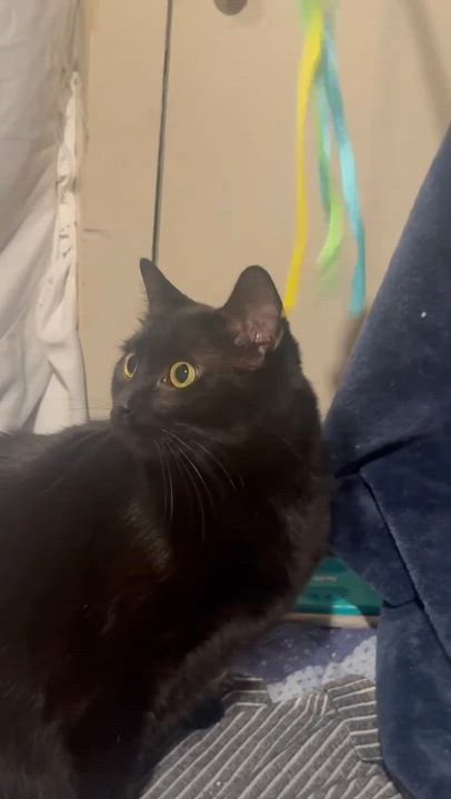 Enlarge Abyss, a ADOPTABLE Domestic Short Hair in Royal Oak, MI video 3/6
