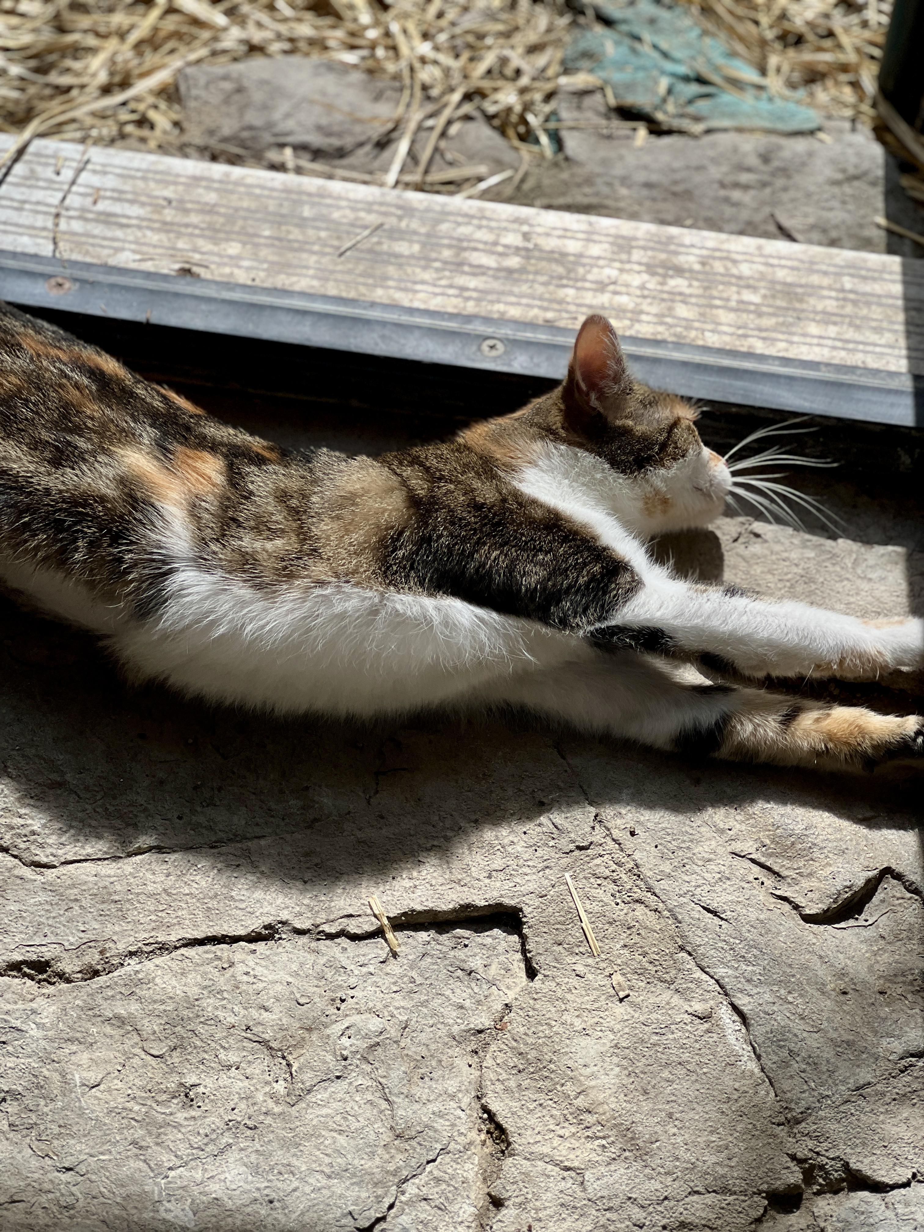 Enlarge Cali, a Adoptable American Shorthair in Waveland, IN image 3/3