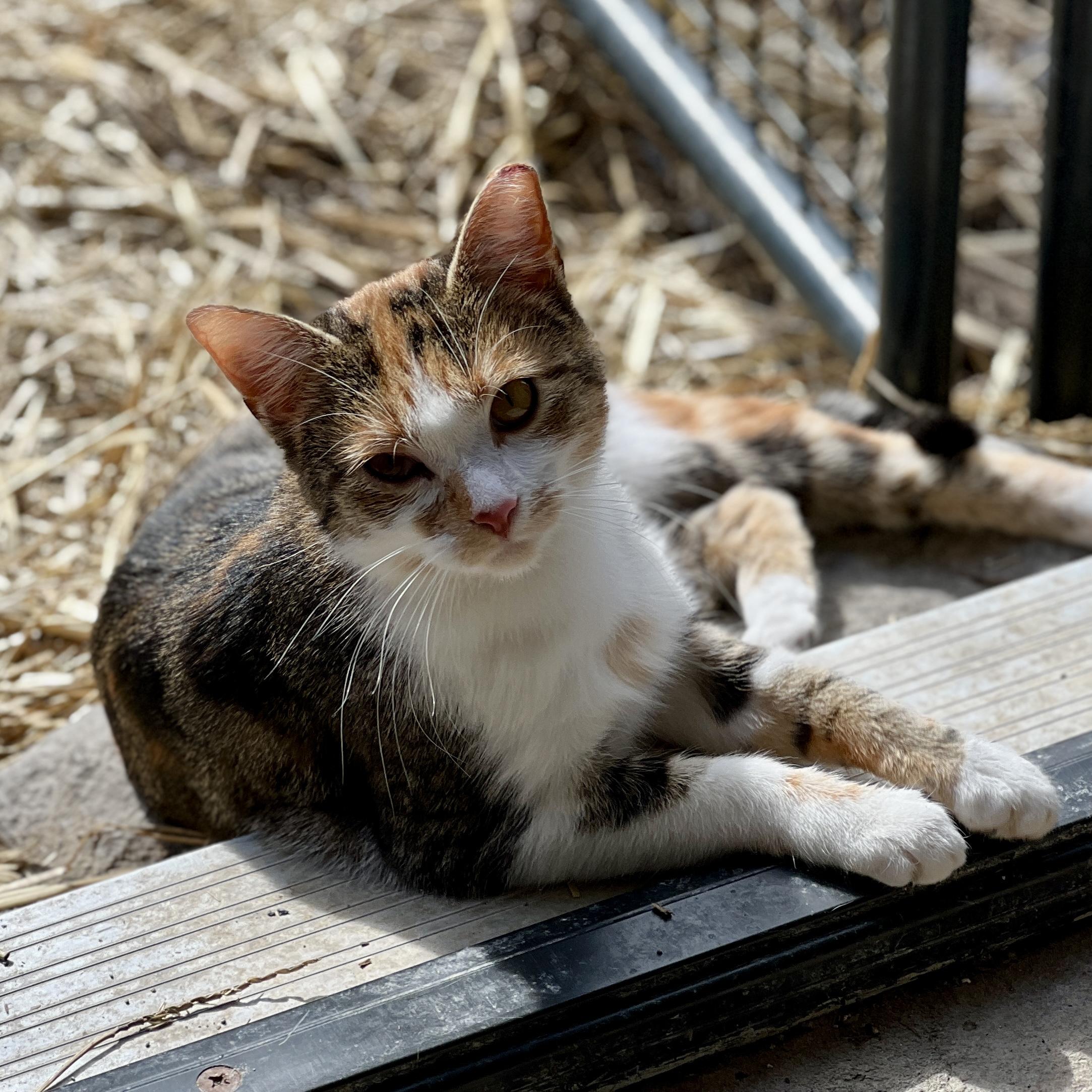 Enlarge Cali, a Adoptable American Shorthair in Waveland, IN image 1/3