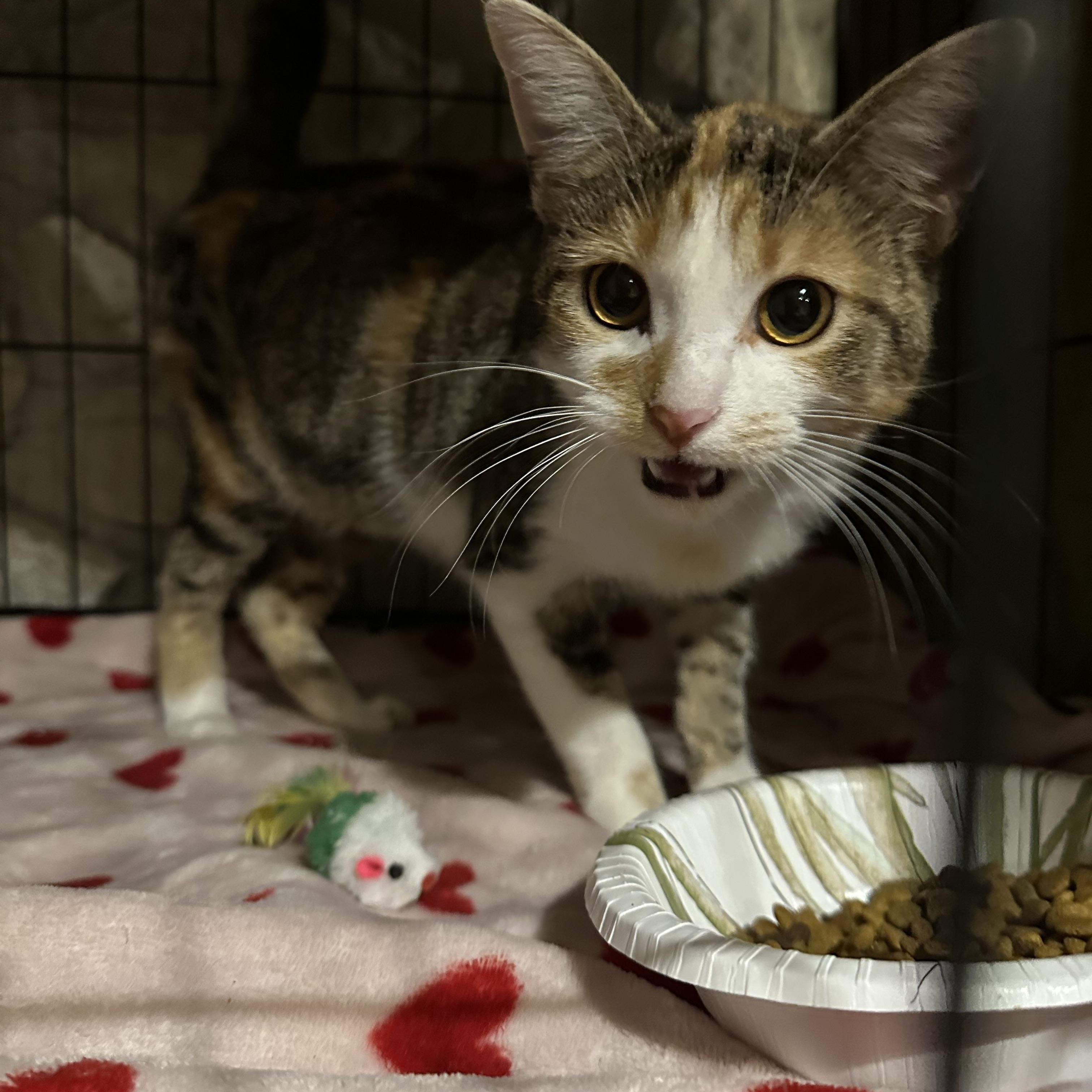 Cali, Adoptable, Young Female American Shorthair.