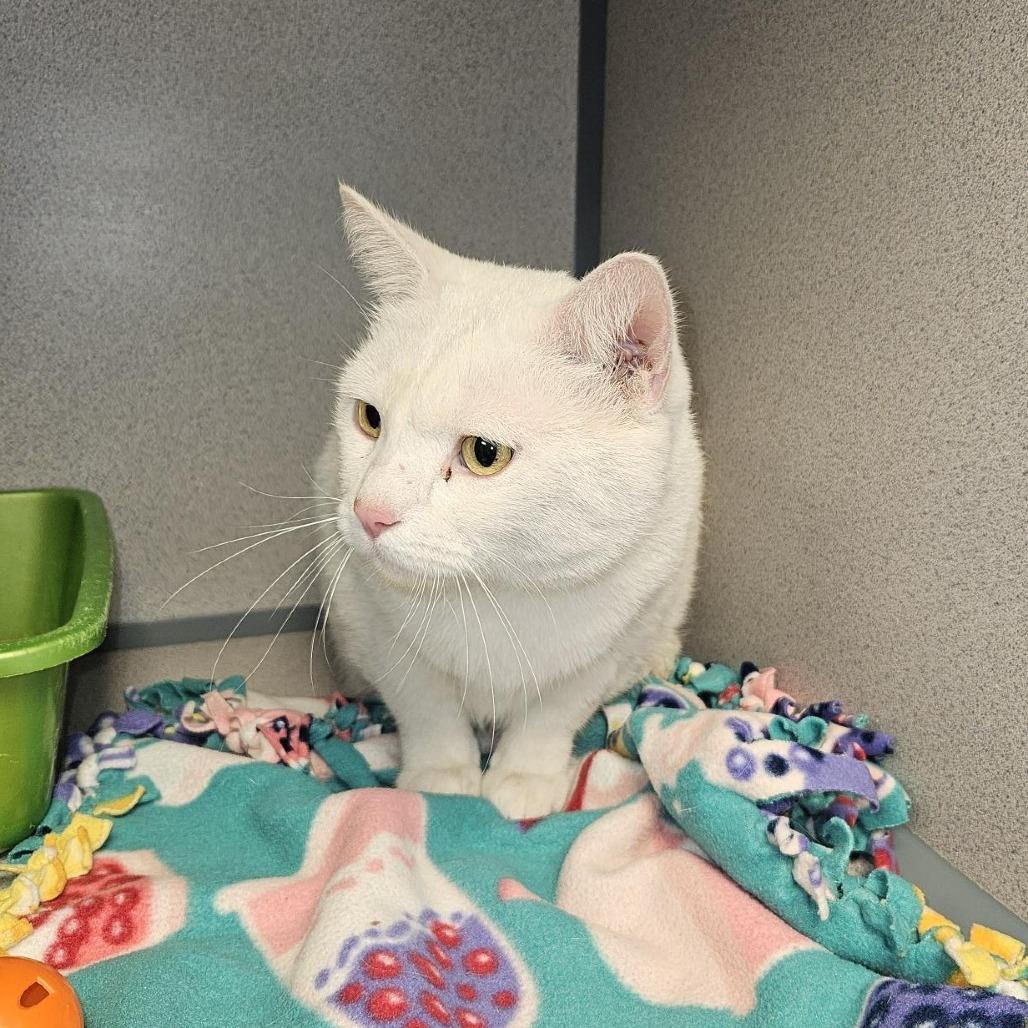 Enlarge Yang, a Adoptable Domestic Short Hair in Cedar Rapids, IA image 1/1