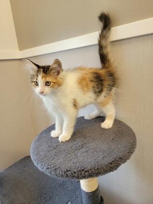 Doja, Adoptable, Kitten Female Domestic Medium Hair & Domestic Short Hair.