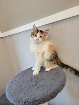 Enlarge Doja, a Adoptable mixed breed in Fergus Falls, MN image 2/2