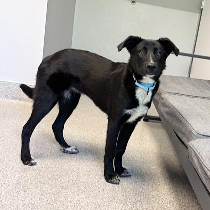 Enlarge Sky, a ADOPTABLE Mixed Breed in Lansing, MI image 2/2
