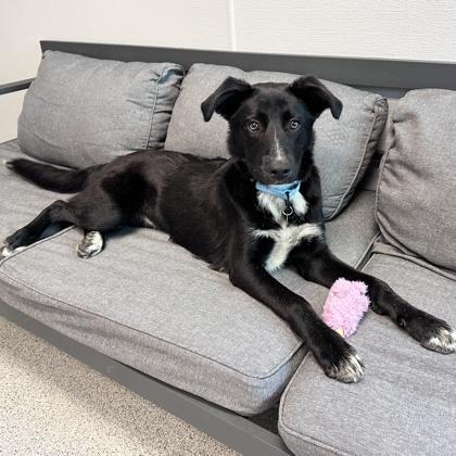 Sky, ADOPTABLE, Young Female Mixed Breed.