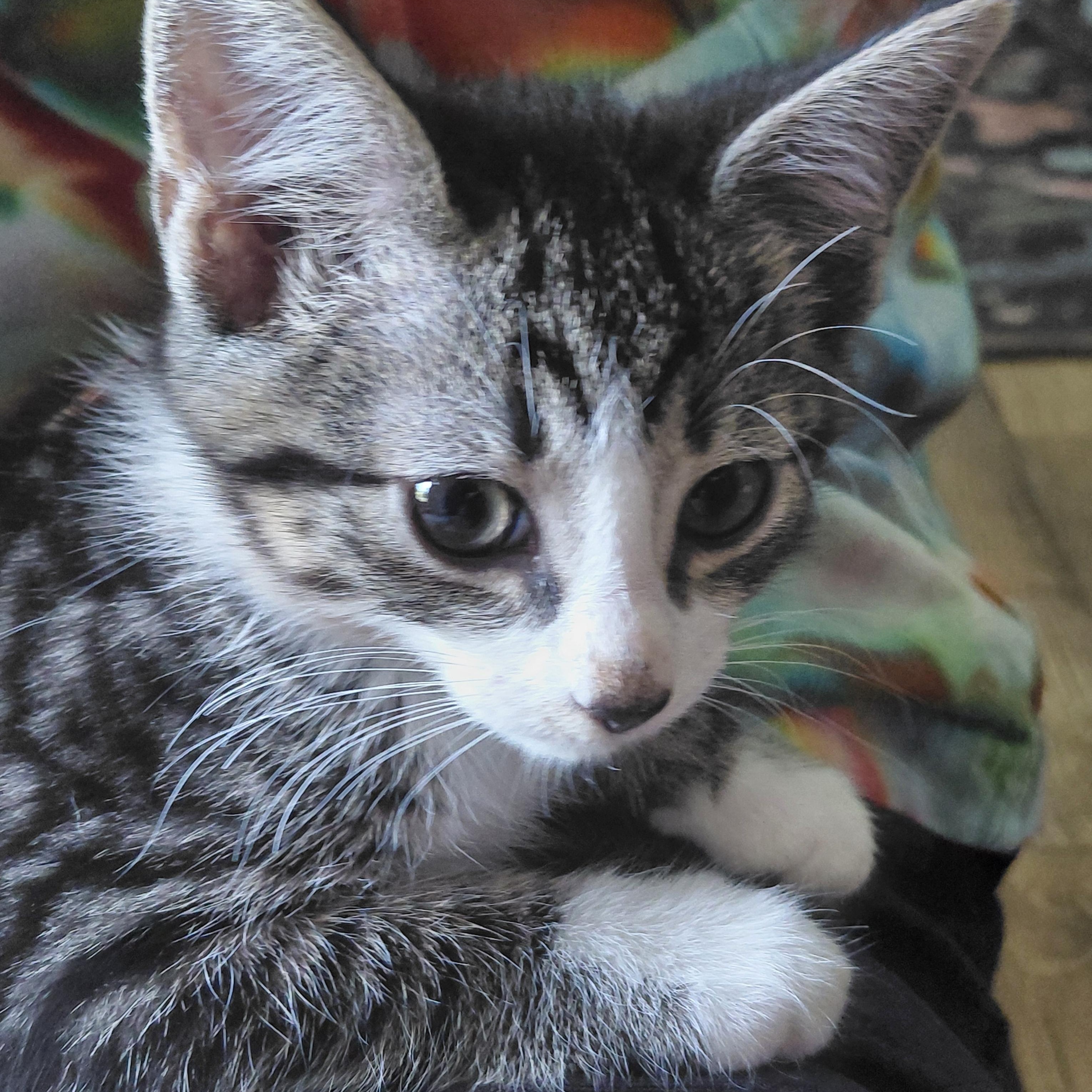 Dandelion, adopted, Kitten Female Domestic Short Hair.