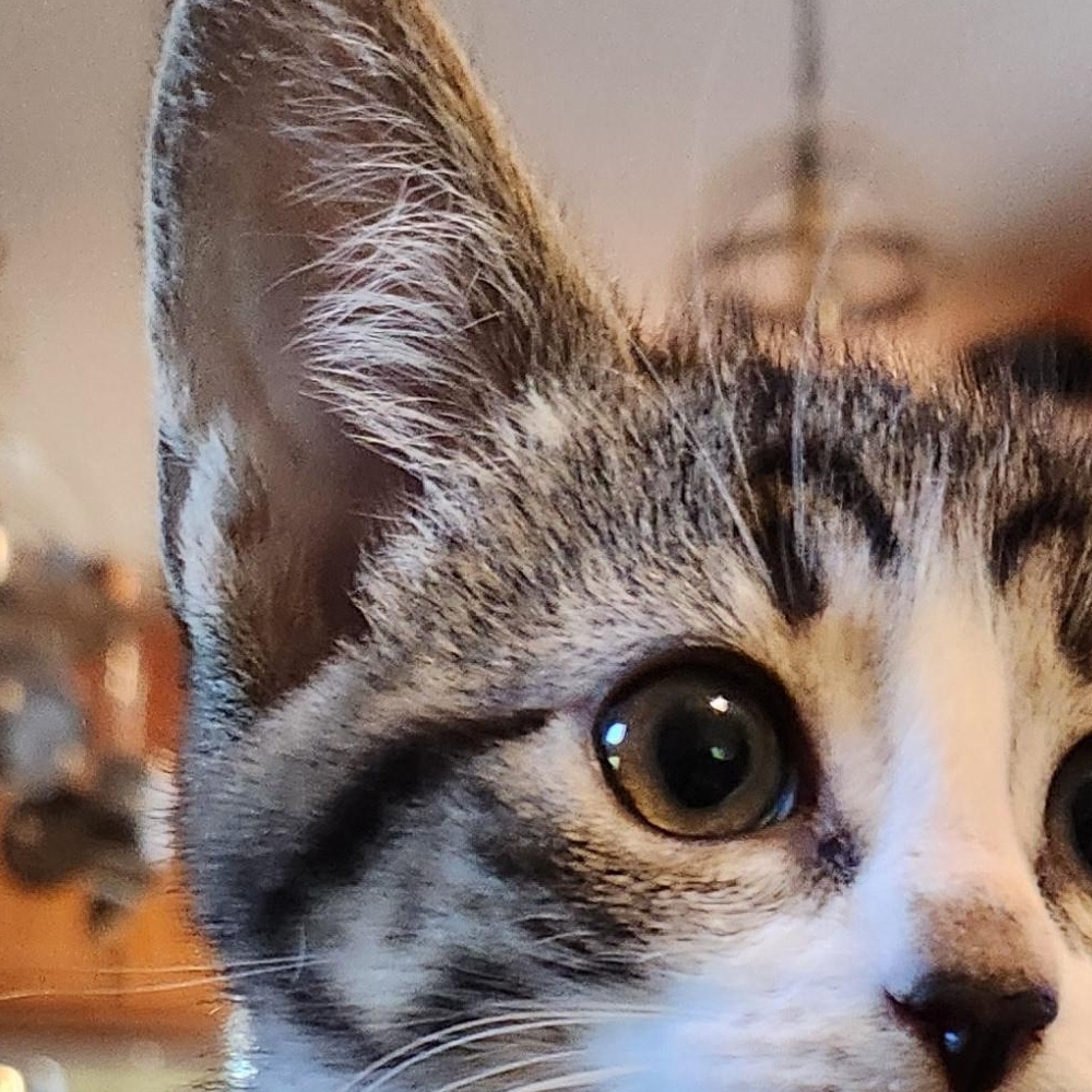 Dandelion, an adopted Domestic Short Hair in Charlotte, NC image 2/2