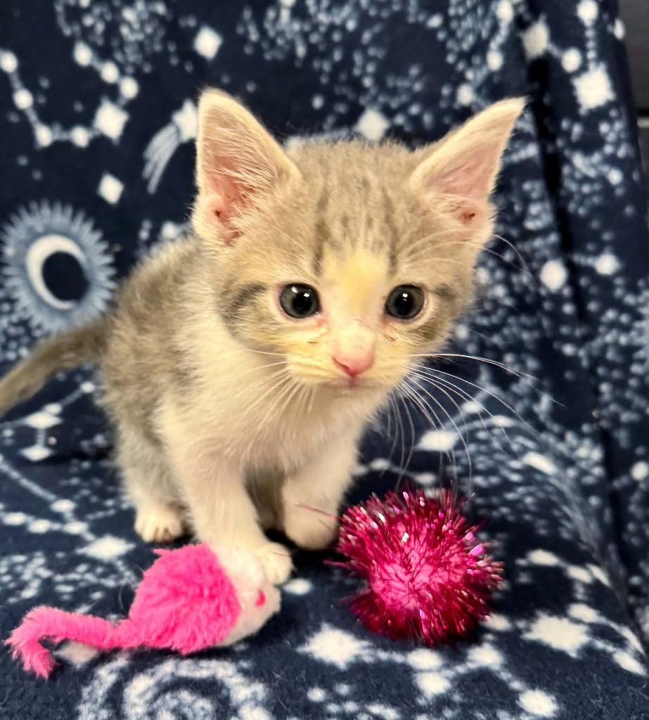 Enlarge Butterfly, a Adoptable mixed breed in Effingham, IL image 1/3