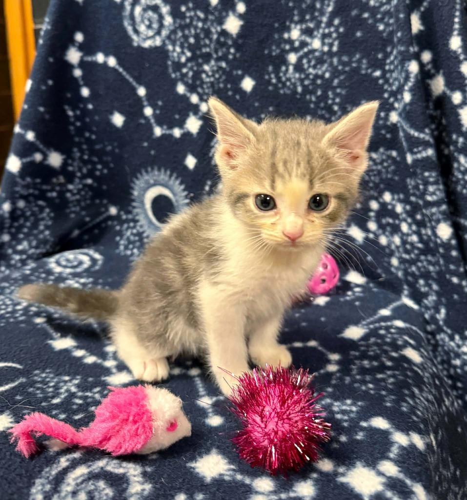 Enlarge Butterfly, a Adoptable mixed breed in Effingham, IL image 2/3