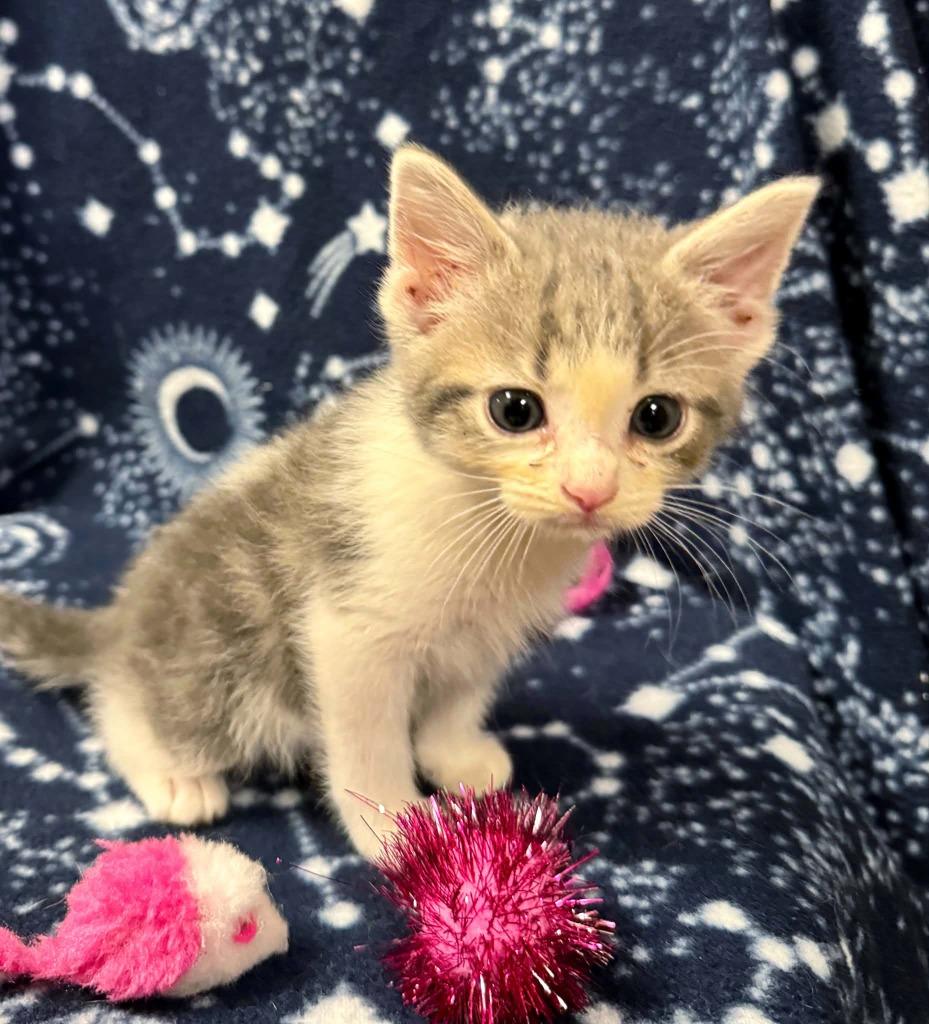 Enlarge Butterfly, a Adoptable mixed breed in Effingham, IL image 3/3