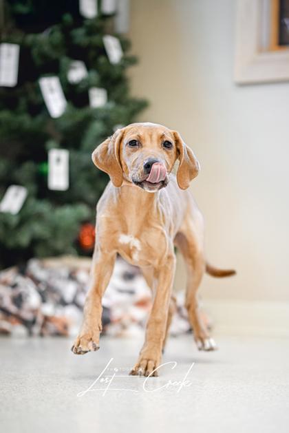 Spruce, Adoptable, Young Male Hound & Mixed Breed.
