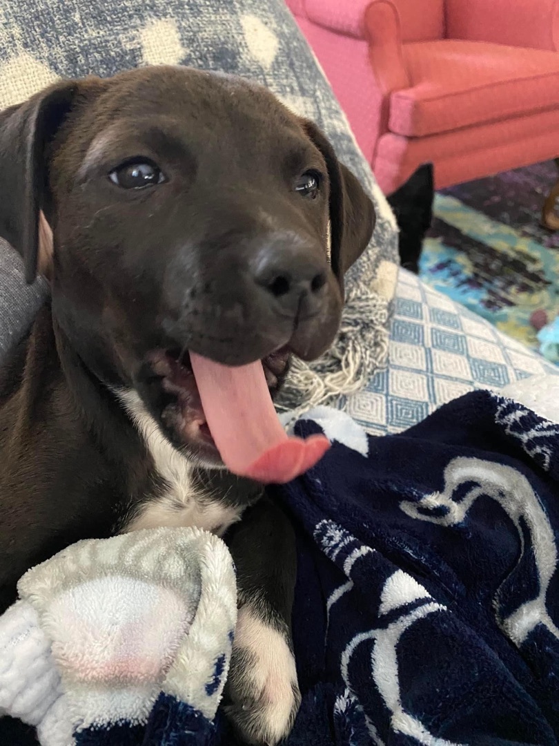 Hershey, Adopted, Puppy Female Black Labrador Retriever & Mixed Breed.