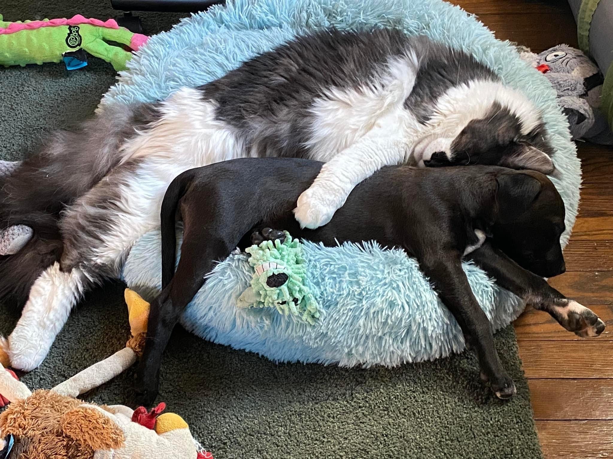 Enlarge Hershey, a Adopted mixed breed in Oakdale, PA image 2/12