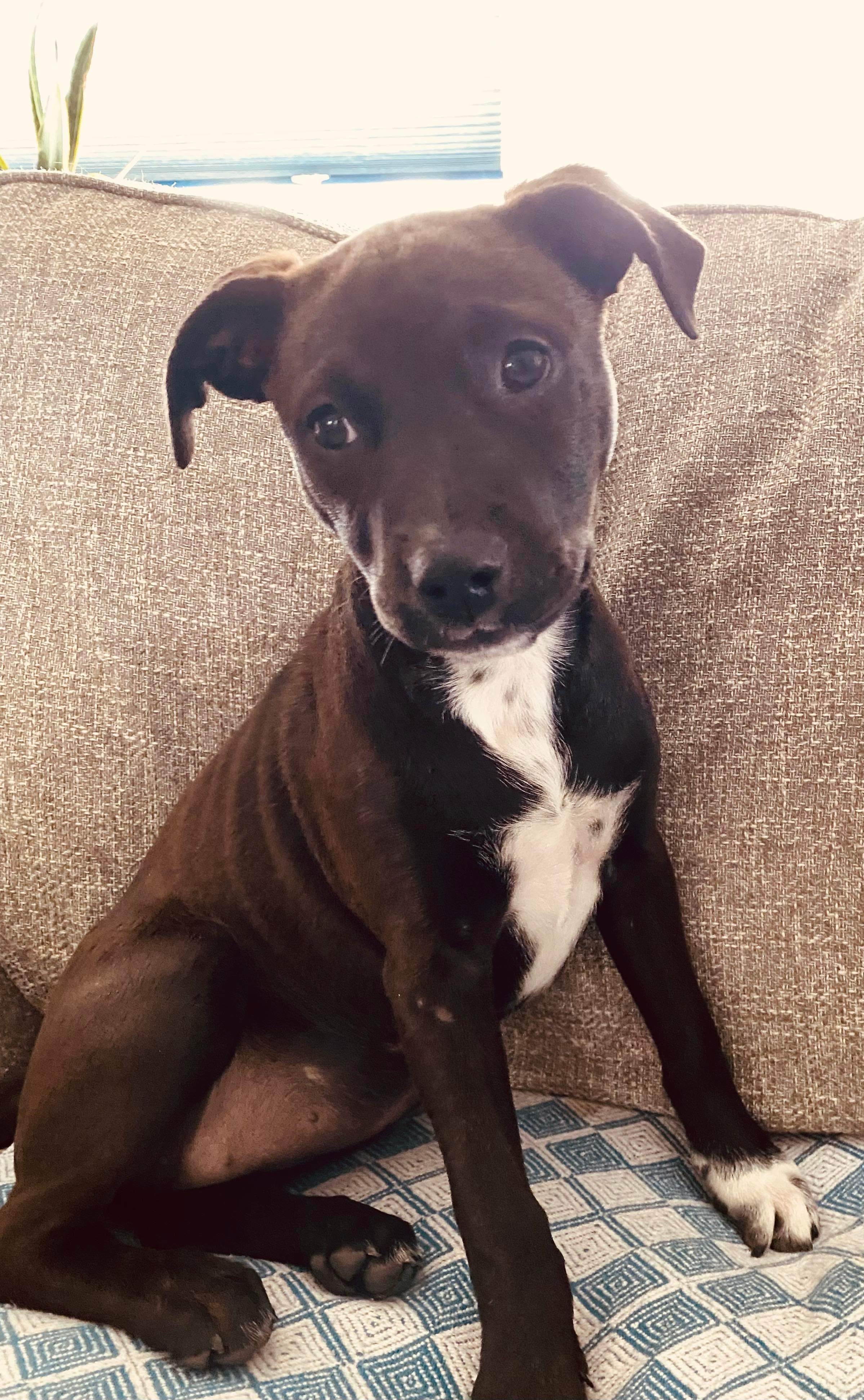 Enlarge Hershey, a Adopted mixed breed in Oakdale, PA image 3/12