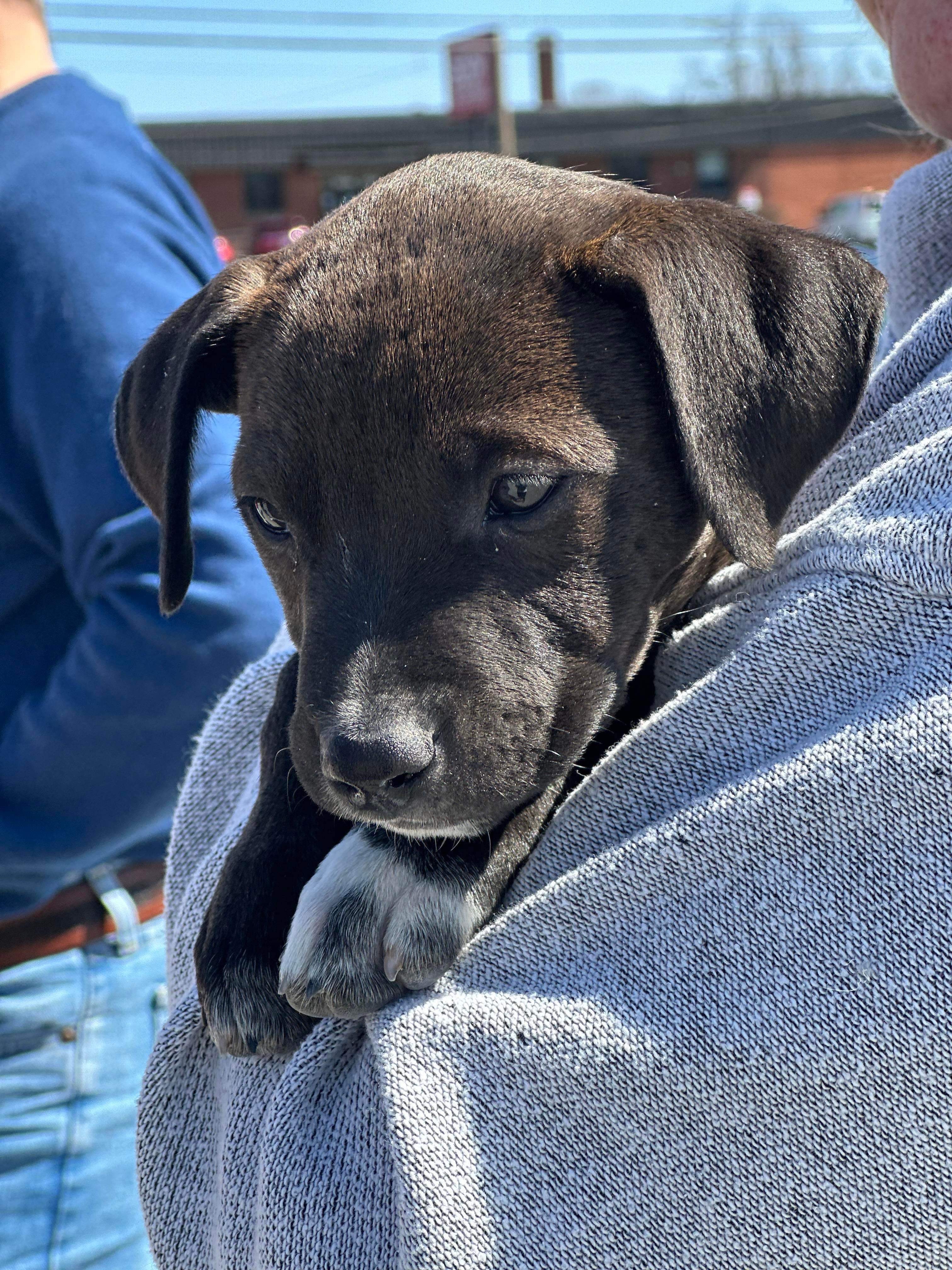Enlarge Hershey, a Adopted mixed breed in Oakdale, PA image 4/12