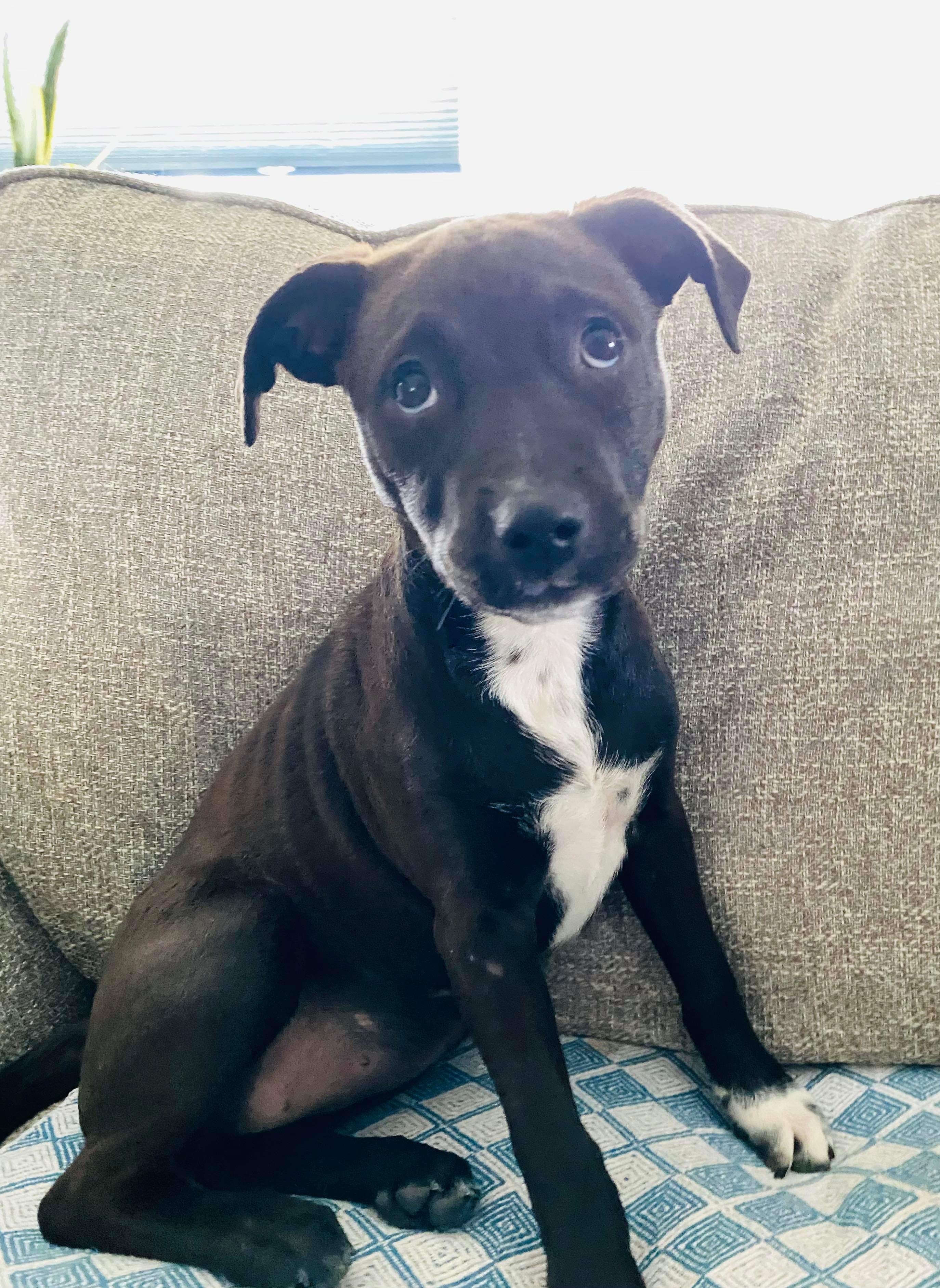 Enlarge Hershey, a Adopted mixed breed in Oakdale, PA image 5/12