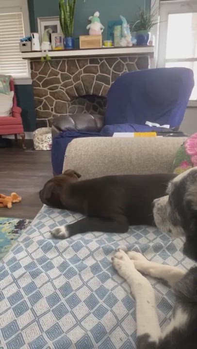 Enlarge Hershey, a Adopted mixed breed in Oakdale, PA video 12/12