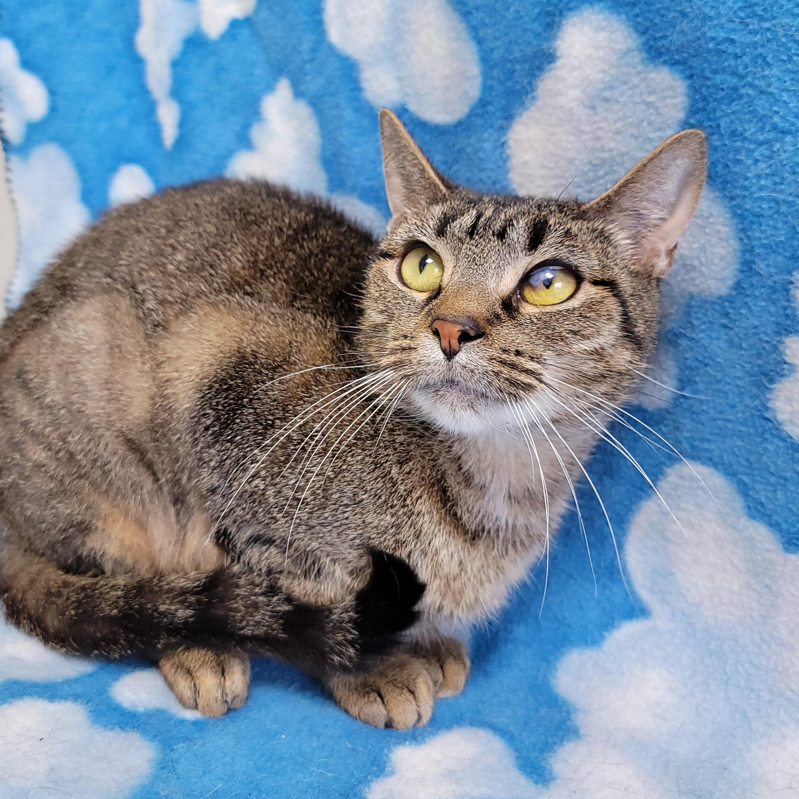 Enlarge Julia, a Adoptable Domestic Short Hair in Hornell, NY image 1/1