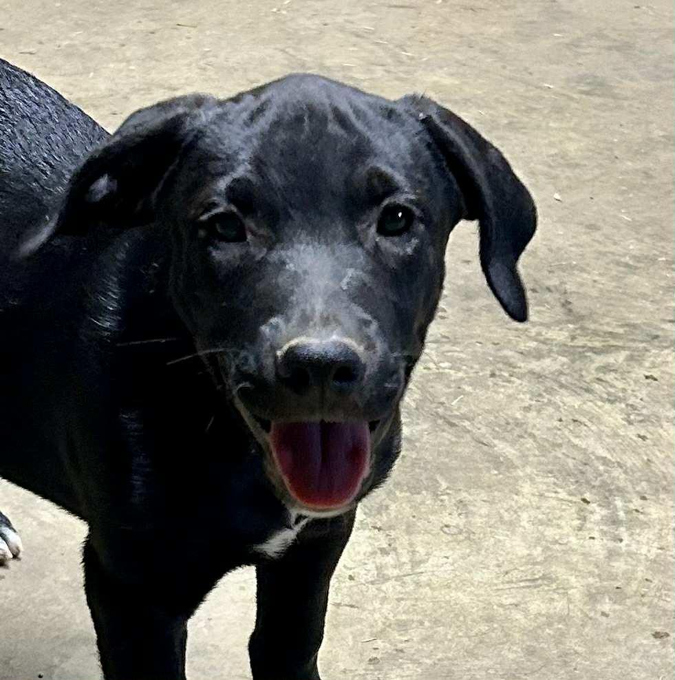 Sunny, a Adoptable mixed breed in Medfield, MA image 3/4
