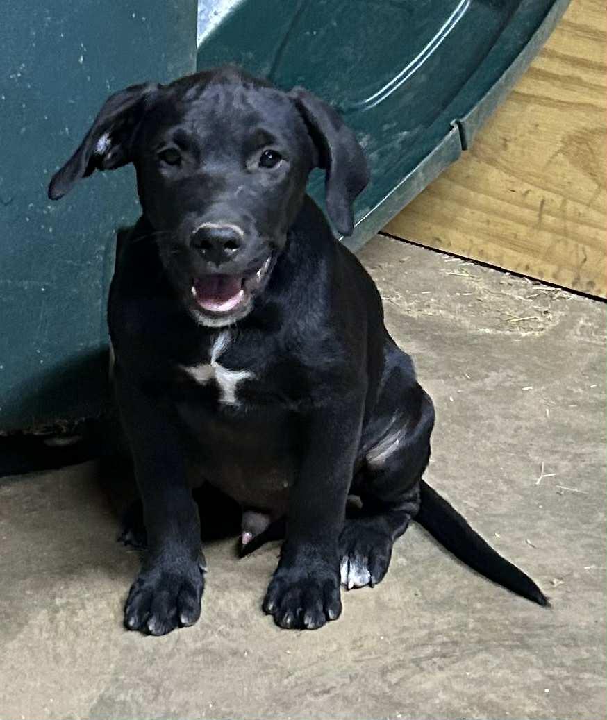 Sunny, a Adoptable mixed breed in Medfield, MA image 1/4