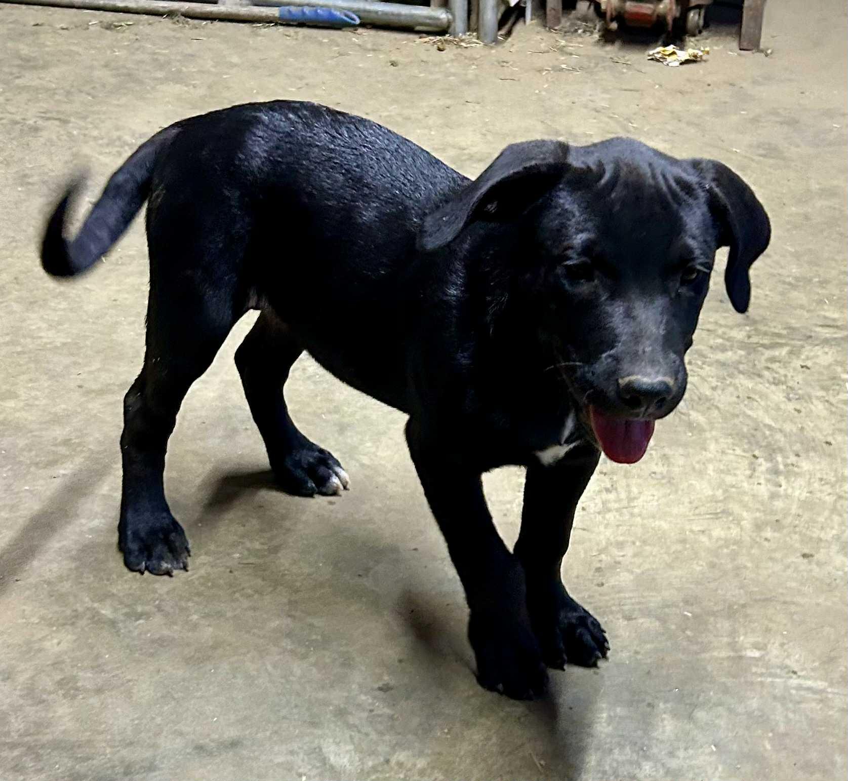 Sunny, a Adoptable mixed breed in Medfield, MA image 2/4