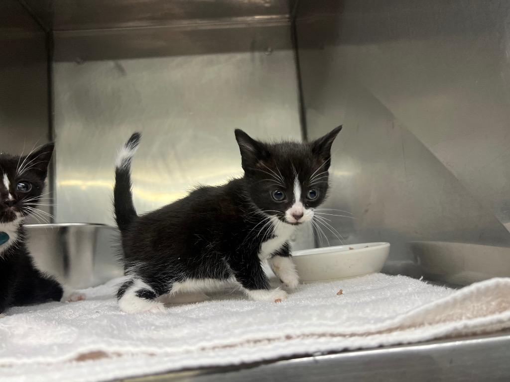 Rachelle, Adoptable, Kitten Female Domestic Short Hair.