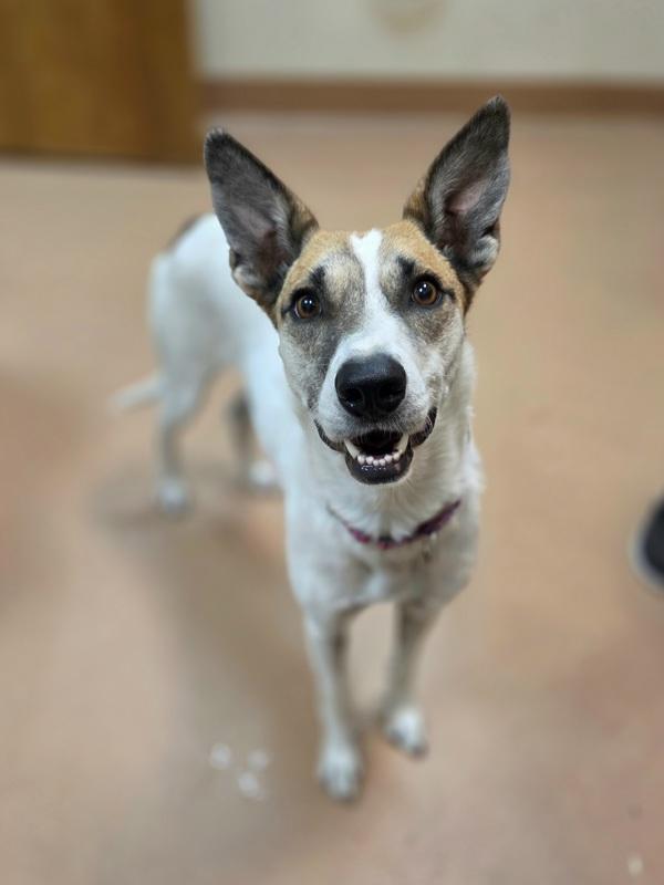 Opal May, Adoptable, Adult Female Australian Cattle Dog / Blue Heeler & Mixed Breed.