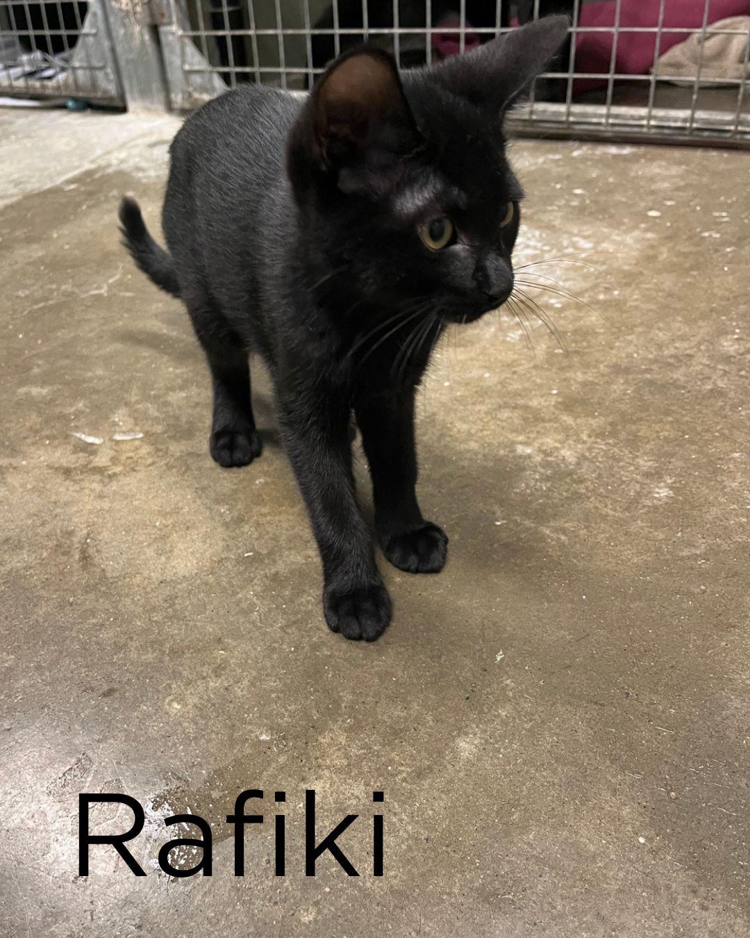 Enlarge The Lion King Kittens, a ADOPTABLE Domestic Short Hair in St Thomas, ON image 2/6